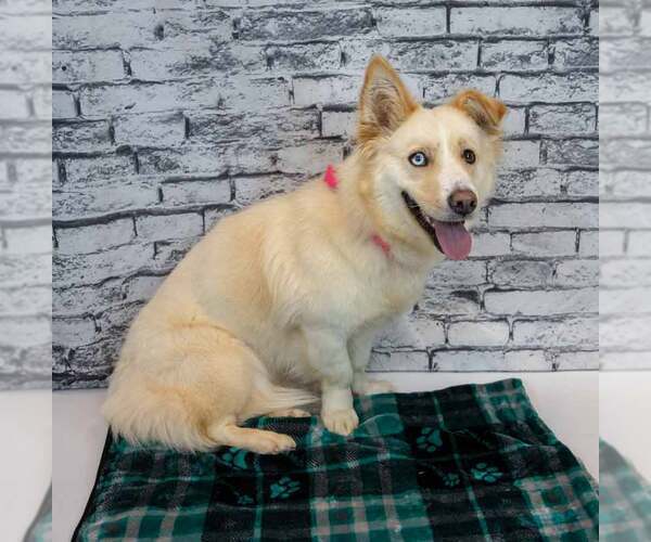 Medium Photo #4 Basset Hound-Siberian Husky Mix Puppy For Sale in Kennesaw, GA, USA