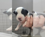 Small Photo #10 Australian Shepherd Puppy For Sale in BATTLE CREEK, MI, USA