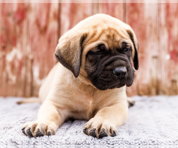 Medium Photo #63 Mastiff Puppy For Sale in WAKARUSA, IN, USA