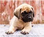 Small Photo #63 Mastiff Puppy For Sale in WAKARUSA, IN, USA