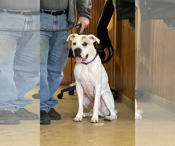 Medium Photo #5 Masti-Bull Puppy For Sale in Westwood, NJ, USA