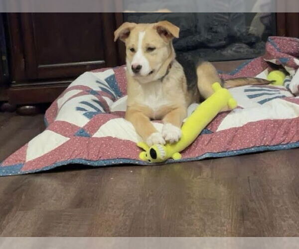 Medium Photo #1 Shepradors Puppy For Sale in Princeton, MN, USA