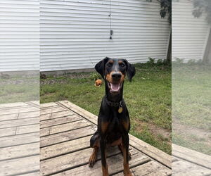 Doberman Pinscher Dogs for adoption in Minneaoplis, MN, USA