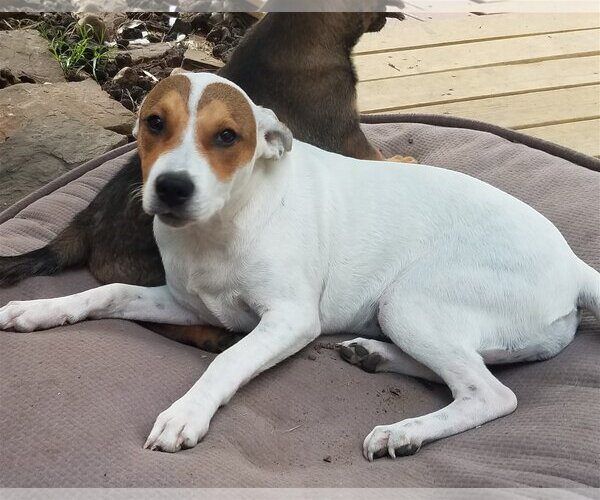 Medium Photo #1 Mutt Puppy For Sale in Spring, TX, USA