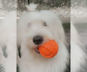 Mother of the Sheepadoodle puppies born on 11/14/2025
