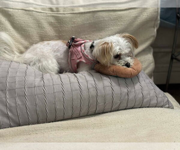Medium Photo #5 Maltese Puppy For Sale in Spring Lake, NC, USA