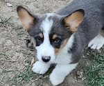Image preview for Ad Listing. Nickname: Bluie Bridget