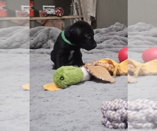 Medium Photo #4 German Shorthaired Lab Puppy For Sale in SLOCOMB, AL, USA