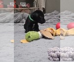Small #3 German Shorthaired Lab