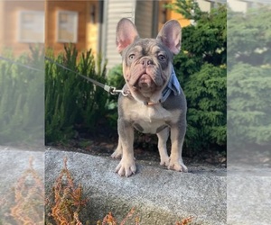 French Bulldog Puppy for Sale in HILLSBORO, Oregon USA