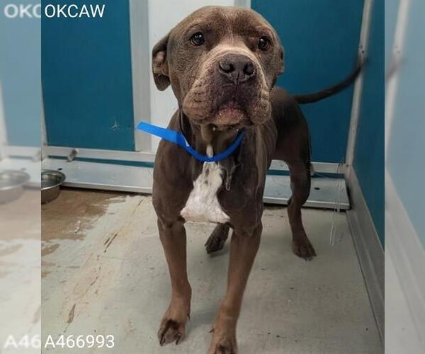 Medium Photo #1 American Pit Bull Terrier Puppy For Sale in Oklahoma City, OK, USA