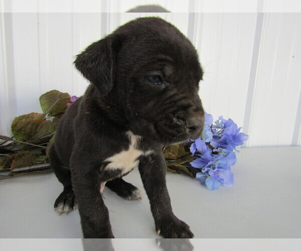 Medium Photo #15 Cane Corso Puppy For Sale in EMPIRE STATE, NY, USA