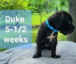 Small Photo #11 Cane Corso Puppy For Sale in MONTPELIER, VA, USA