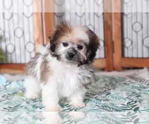 Zuchon Puppy for sale in NAPLES, FL, USA