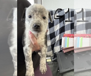 American Pit Bull Terrier-Australian Cattle Dog Mix Puppy for sale in FAIRVIEW, WA, USA