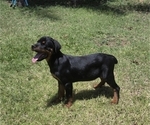 Small #10 Rottweiler