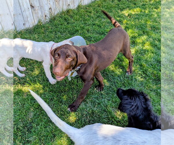 Medium Photo #11 Labrador Retriever-Unknown Mix Puppy For Sale in Sandy, UT, USA