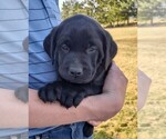 Puppy Lola Labrador Retriever