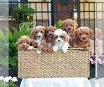 Small #1 Cavapoo (Miniature)