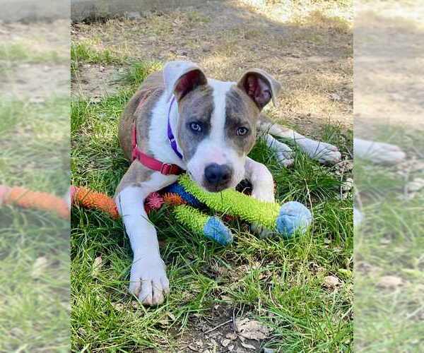 Medium Photo #4 American Pit Bull Terrier-Unknown Mix Puppy For Sale in Petaluma, CA, USA