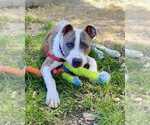 Small #3 American Pit Bull Terrier Mix