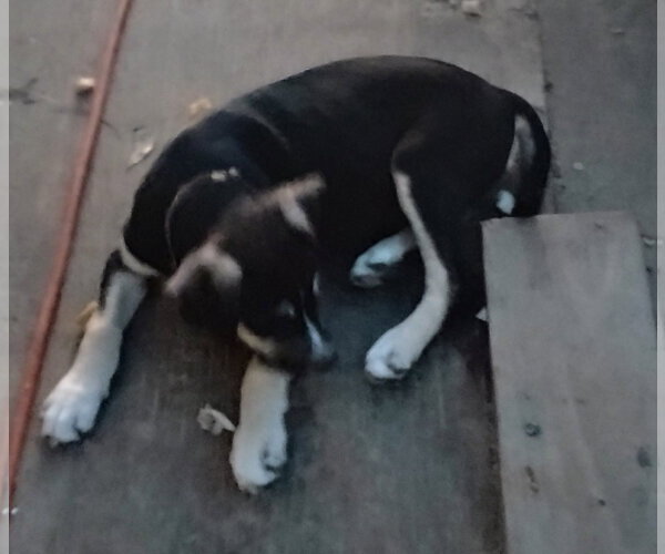 Medium Photo #1 Staffordshire Bull Terrier-Unknown Mix Puppy For Sale in The Woodlands, TX, USA