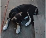 Pedro - Male Staffordshire Bull Terrier-Unknown Mix Dog for Adoption - Small photo