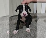 Puppy Blaz American Bulldog