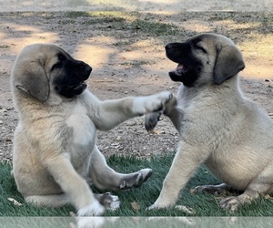 Kangal Dog Puppy for Sale in WACO, Texas USA