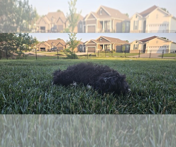 Medium Photo #6 Poovanese Puppy For Sale in LEES SUMMIT, MO, USA