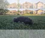 Small #5 Poovanese