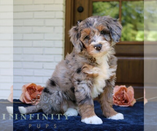 Medium Photo #1 Bernedoodle (Miniature) Puppy For Sale in NARVON, PA, USA