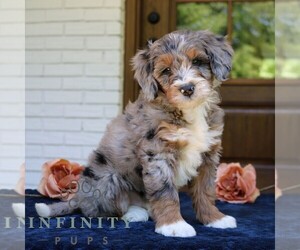 Bernedoodle (Miniature) Puppy for sale in NARVON, PA, USA