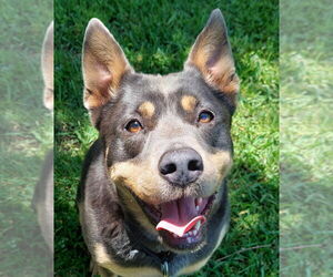 Aria - Female Mutt Dog for Adoption - Photo #5