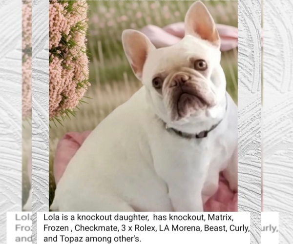 Medium Photo #1 French Bulldog Puppy For Sale in BOSTON, KY, USA