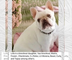 Mother of the French Bulldog puppies born on 08/12/2026