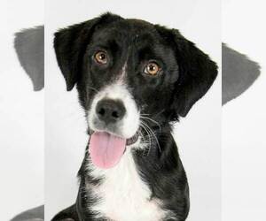 Labrador Retriever-Unknown Mix Dogs for adoption in Kennesaw, GA, USA