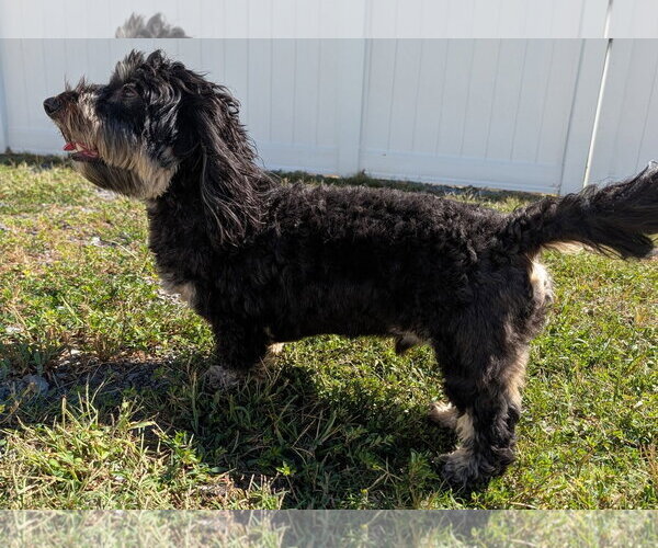 Medium Photo #5 Dachshund Puppy For Sale in Shelbyville, TN, USA