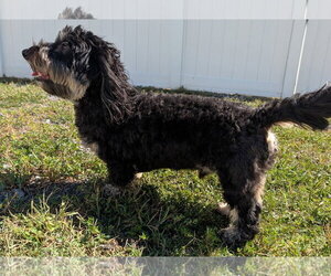 Otto in TN - Male Dachshund Dog for Adoption - Photo #5