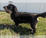 Small Photo #5 Dachshund Puppy For Sale in Shelbyville, TN, USA