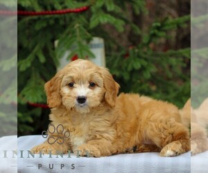 Goldendoodle (Miniature) Puppy for sale in EAST EARL, PA, USA