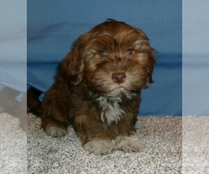 Havanese Puppy for sale in WEST CONCORD, MN, USA