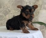 Small #9 Yorkshire Terrier