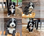 Small #4 Bernedoodle