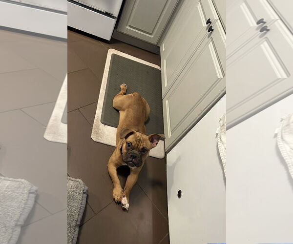 Medium Photo #4 Free-Lance Bulldog Puppy For Sale in Euless, TX, USA