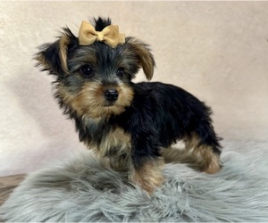 Yorkshire Terrier Puppy for sale in NAPPANEE, IN, USA