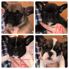 French Bulldog Puppy for sale in STATESBORO, GA, USA