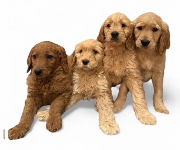 Medium Photo #1 Goldendoodle Puppy For Sale in GOLDSBORO, NC, USA