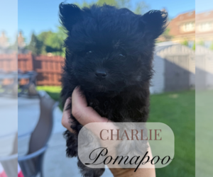 Pom-A-Poo Puppy for Sale in ELMHURST, Illinois USA