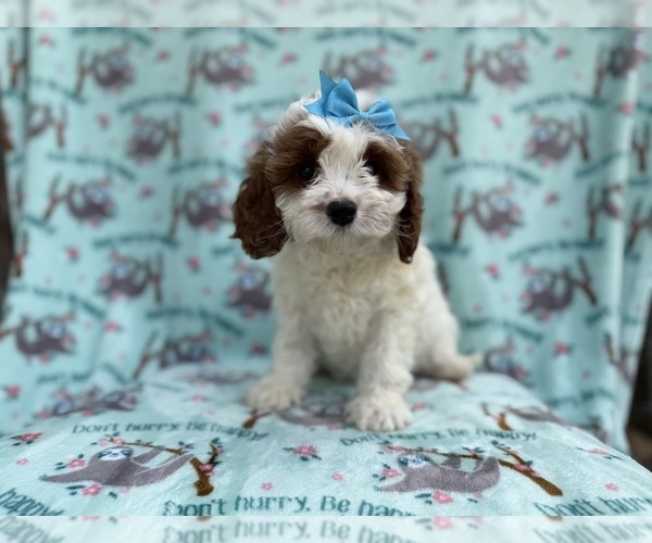 Medium Photo #3 Cavapoo (Miniature) Puppy For Sale in LAKELAND, FL, USA